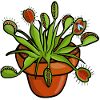 Plante carnivore Vénus