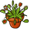 The Venus flytrap can count