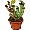 Carnivorous plant lures fly