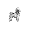 poodle