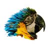 Tête de perroquet