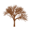 Tree in the winter