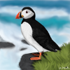 Painted Atlantic Puffin Bird Design Illustration