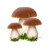 I funghi porcini raccolgono i funghi raccoglitori di funghi