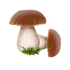 Champignons cueillettes cueillettes champignons
