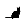Black cat