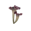 Chanterelle Trumpet chanterelle mushroom mushrooms