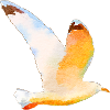 gull