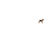 Deutscher Schäferhund