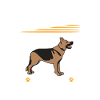 Deutscher Schäferhund