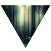 Leuchtender Wald im Nebel