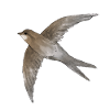 Common Swift am Himmel