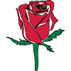 rose flower