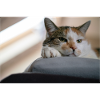 Resting cat