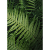 fern