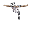 Lemur