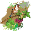 Stieglitzvogel