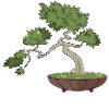I love bonsai trees