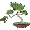 Bonsai tree