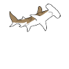 hammerhead