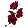 roses