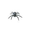 Spider web
