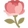 Pink rose