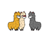 équipe alpaga