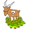 Bock on birds