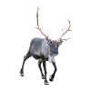 Reindeer