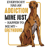 greyhound