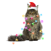 Cat - christmas - winter - fairy lights