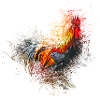 Rooster