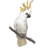 cockatoo
