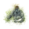 gorilla