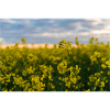 Magnificent rapeseed field