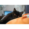 Black cat