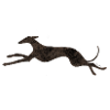 Lévrier de course sombre