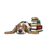 Basset Hound 1
