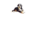 Bernedoodle