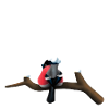 Melancholic bird