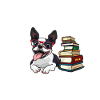 Boston Terrier