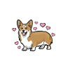 Corgi