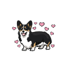 Corgi