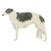 Borzoi