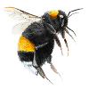 trzmiel