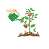 Jardin tomates