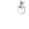 Chat dans la poche. Doux chaton
