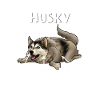 Anatomie eines Husky Hund