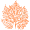 Wine / Leaf / Autumn